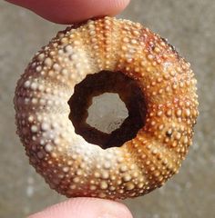 Psammechinus miliaris