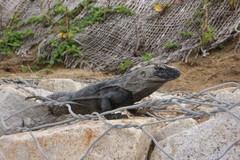 Ctenosaura hemilopha