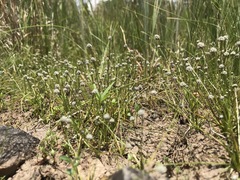 Eriocaulon koernickianum