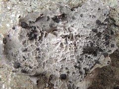 Umbilicaria proboscidea