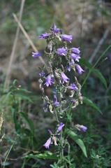 Campanula sibirica