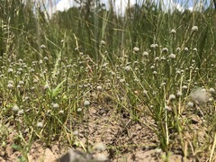 Eriocaulon koernickianum