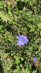 Cichorium intybus