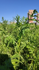 Pastinaca sativa