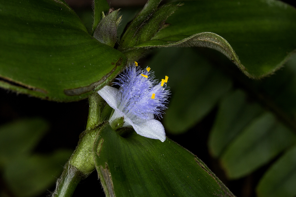 Cyanotis villosa