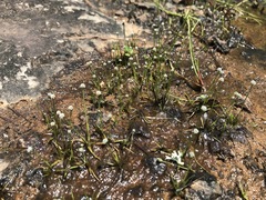 Eriocaulon koernickianum