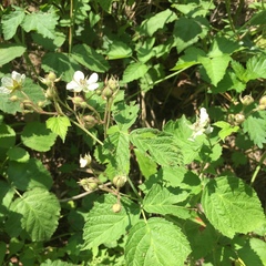 Rubus caesius