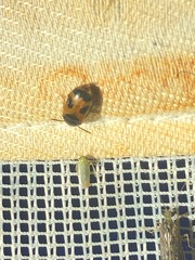 Mycetophagus punctatus