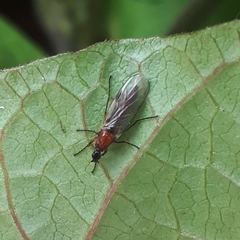 Dilophus tibialis breviceps