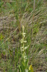 Verbascum thapsus