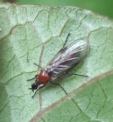 Dilophus tibialis breviceps