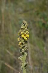 Verbascum thapsus
