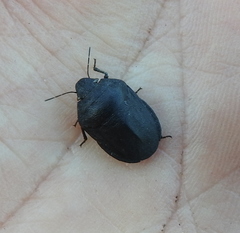 Eurygaster integriceps