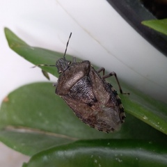 Rhaphigaster nebulosa