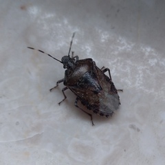 Rhaphigaster nebulosa