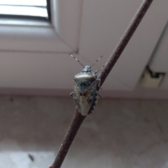 Rhaphigaster nebulosa