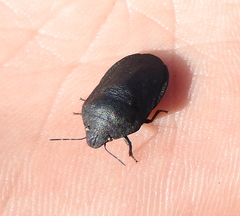 Eurygaster integriceps