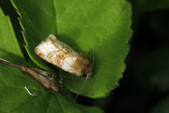 Eriopygodes imbecilla