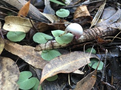 Corybas barbarae