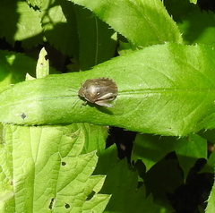 Eurygaster integriceps
