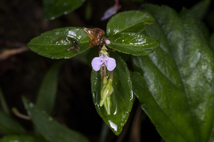 Impatiens minor