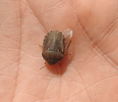 Eurygaster integriceps