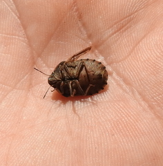 Eurygaster integriceps