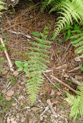 Amauropelta noveboracensis image