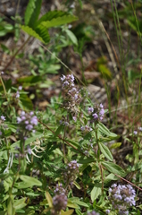 Thymus pannonicus