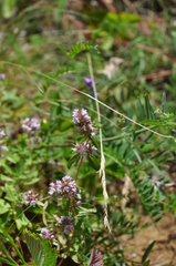 Thymus pannonicus