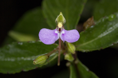 Impatiens minor
