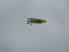 Psylla buxi