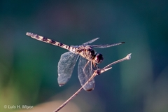 Dythemis nigrescens