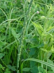 Beckmannia eruciformis