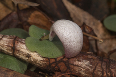 Corybas barbarae