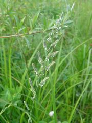 Beckmannia eruciformis