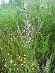 Beckmannia eruciformis