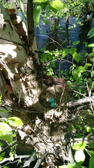 Turdus migratorius