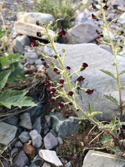 Scrophularia incisa