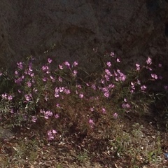 Clarkia bottae