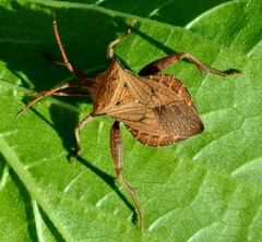 Acroelytrum muricatum