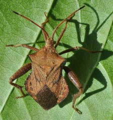 Acroelytrum muricatum