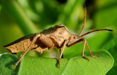 Acroelytrum muricatum