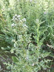 Echinops sphaerocephalus