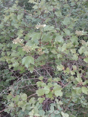 Viburnum trilobum image