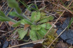 Arabis eschscholtziana