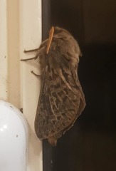 Oxycanus antipoda