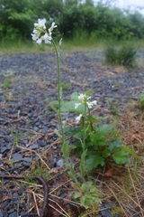 Arabis eschscholtziana