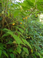 Rubus taitoensis