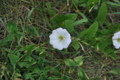 Convolvulus arvensis